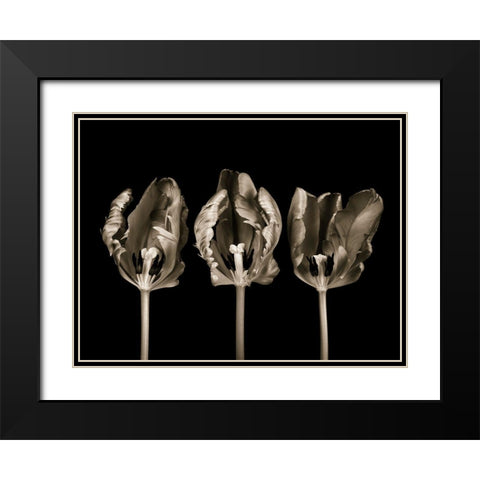Rococo tulips Black Modern Wood Framed Art Print with Double Matting by Frank, Assaf