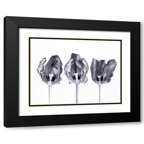 Rococo tulips Black Modern Wood Framed Art Print with Double Matting by Frank, Assaf