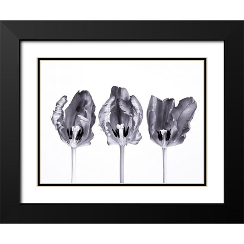 Rococo tulips Black Modern Wood Framed Art Print with Double Matting by Frank, Assaf