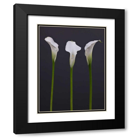 Three Calla Lily flowers Black Modern Wood Framed Art Print with Double Matting by Frank, Assaf