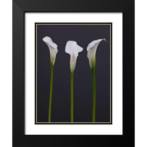 Three Calla Lily flowers Black Modern Wood Framed Art Print with Double Matting by Frank, Assaf