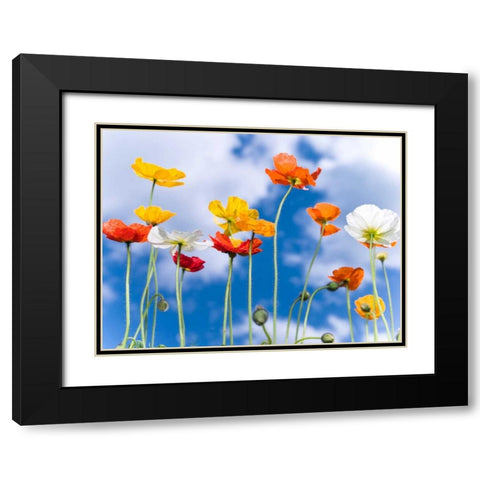 Poppies against blue skies Black Modern Wood Framed Art Print with Double Matting by Frank, Assaf