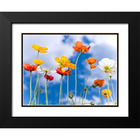 Poppies against blue skies Black Modern Wood Framed Art Print with Double Matting by Frank, Assaf