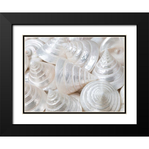 Pearl Troca sea shells close-up Black Modern Wood Framed Art Print with Double Matting by Frank, Assaf