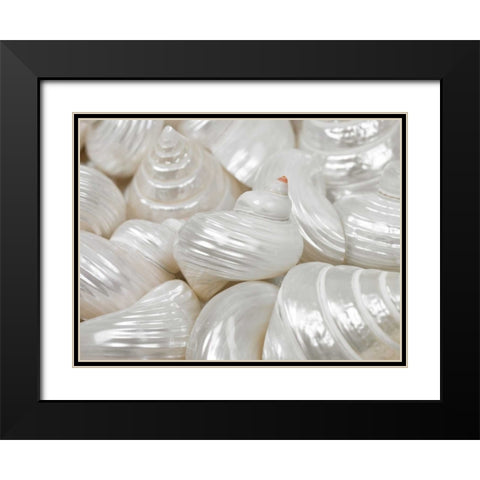 Mixed pearly sea shells close-up Black Modern Wood Framed Art Print with Double Matting by Frank, Assaf