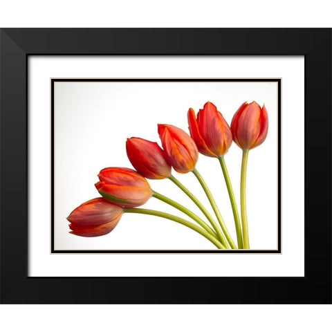 Tulip flowers Black Modern Wood Framed Art Print with Double Matting by Frank, Assaf
