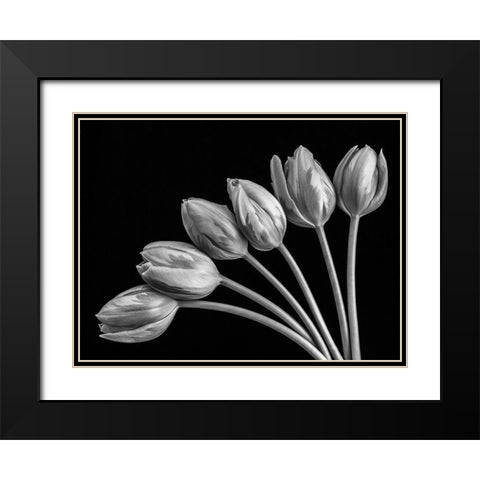 Tulip flowers in fan shape arrangment, FTBR-1816 Black Modern Wood Framed Art Print with Double Matting by Frank, Assaf