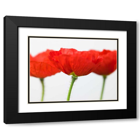 Three red poppies, close-up Black Modern Wood Framed Art Print with Double Matting by Frank, Assaf