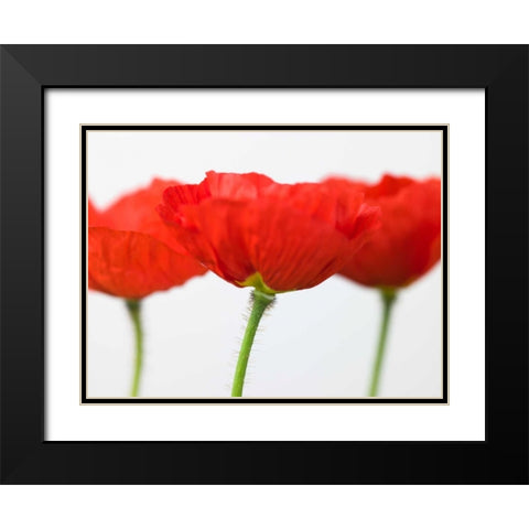 Three red poppies, close-up Black Modern Wood Framed Art Print with Double Matting by Frank, Assaf