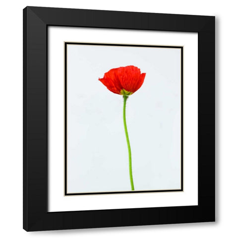 Single poppy flower Black Modern Wood Framed Art Print with Double Matting by Frank, Assaf