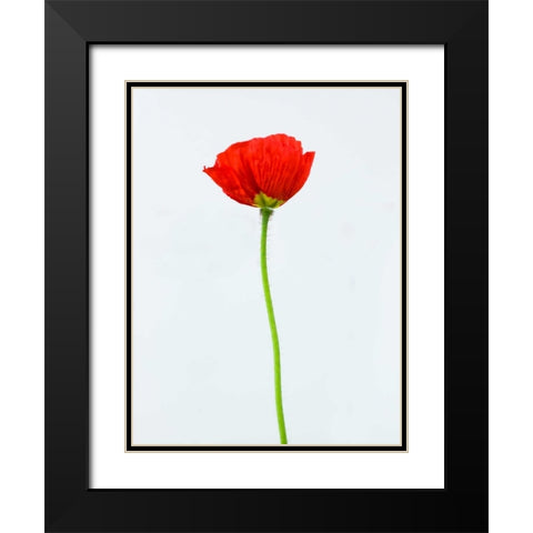 Single poppy flower Black Modern Wood Framed Art Print with Double Matting by Frank, Assaf
