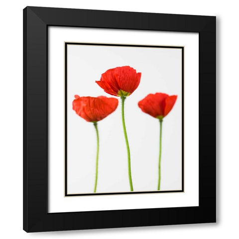 Three poppy flowers Black Modern Wood Framed Art Print with Double Matting by Frank, Assaf