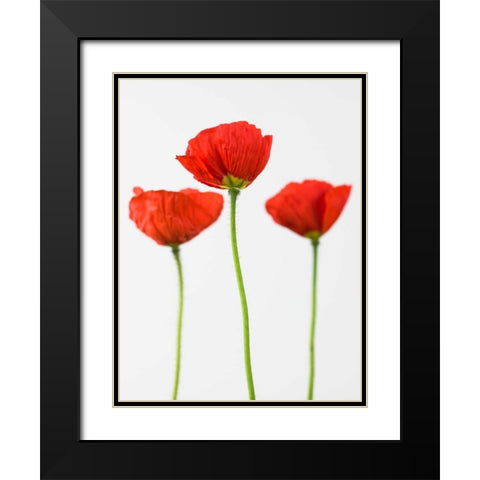 Three poppy flowers Black Modern Wood Framed Art Print with Double Matting by Frank, Assaf