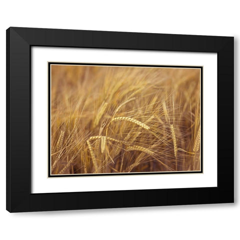 Wheat Field Black Modern Wood Framed Art Print with Double Matting by Frank, Assaf