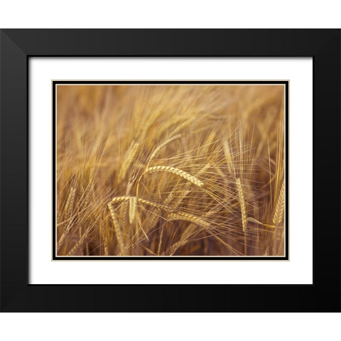 Wheat Field Black Modern Wood Framed Art Print with Double Matting by Frank, Assaf