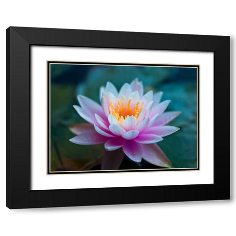 Water Lily close-up Black Modern Wood Framed Art Print with Double Matting by Frank, Assaf