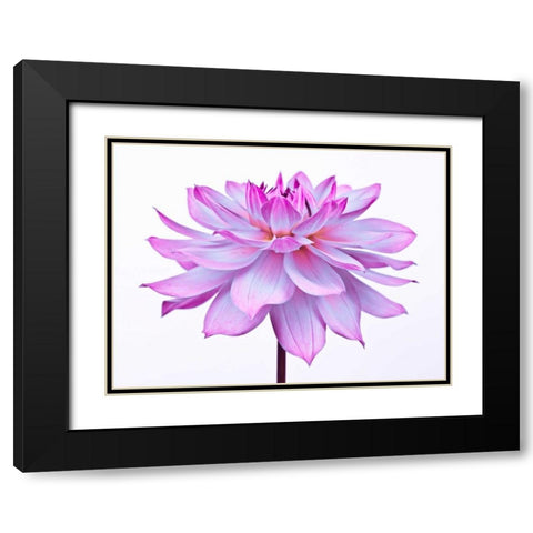 Dahlia Flower Black Modern Wood Framed Art Print with Double Matting by Frank, Assaf