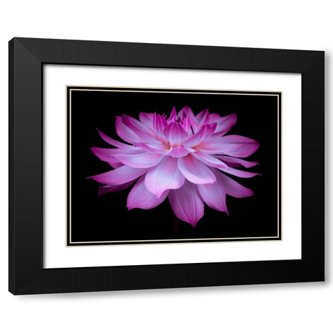 Dahlia Flower Black Modern Wood Framed Art Print with Double Matting by Frank, Assaf