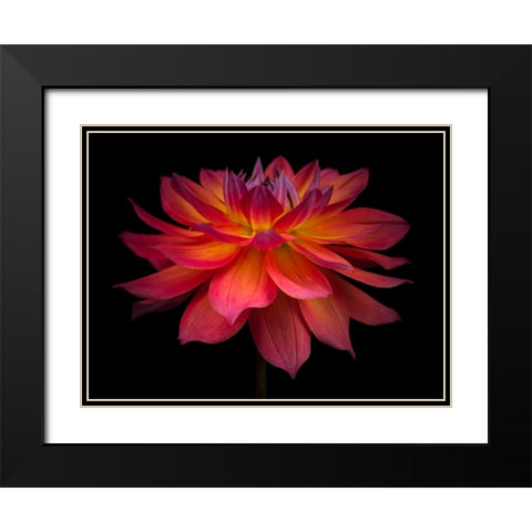 Dahlia Flower Black Modern Wood Framed Art Print with Double Matting by Frank, Assaf