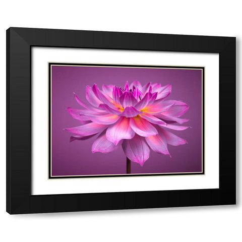 Dahlia Flower Black Modern Wood Framed Art Print with Double Matting by Frank, Assaf