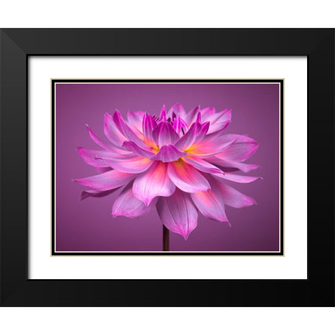 Dahlia Flower Black Modern Wood Framed Art Print with Double Matting by Frank, Assaf