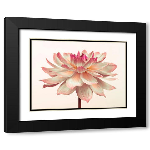 Dahlia Flower Black Modern Wood Framed Art Print with Double Matting by Frank, Assaf