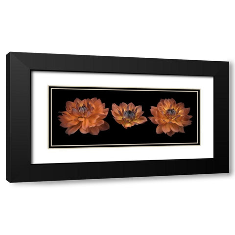 Three Dahlia flowers Black Modern Wood Framed Art Print with Double Matting by Frank, Assaf