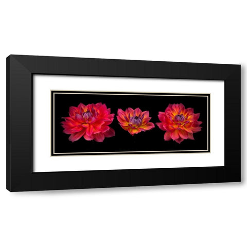 Three Dahlia flowers Black Modern Wood Framed Art Print with Double Matting by Frank, Assaf
