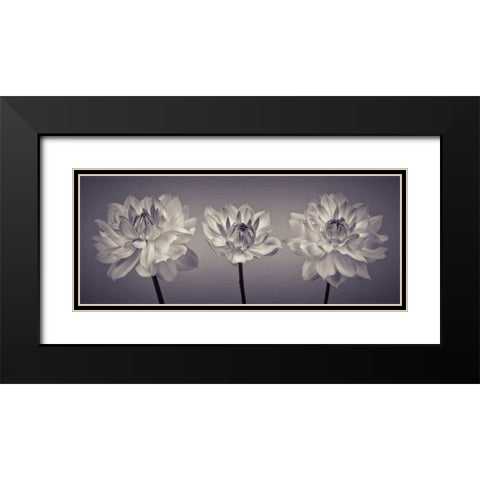Three Dahlia flowers Black Modern Wood Framed Art Print with Double Matting by Frank, Assaf