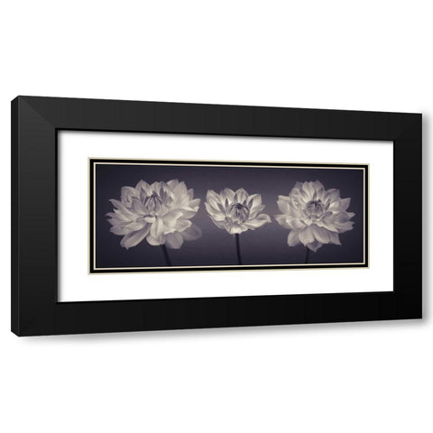 Three Dahlia flowers Black Modern Wood Framed Art Print with Double Matting by Frank, Assaf