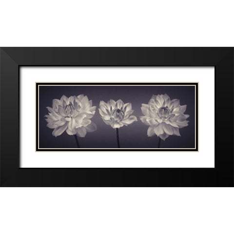Three Dahlia flowers Black Modern Wood Framed Art Print with Double Matting by Frank, Assaf