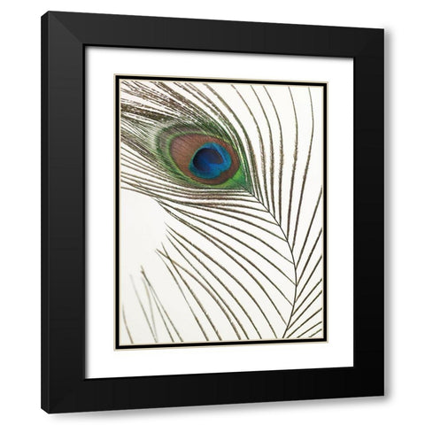 Peacock feather Black Modern Wood Framed Art Print with Double Matting by Frank, Assaf