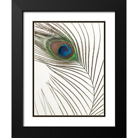Peacock feather Black Modern Wood Framed Art Print with Double Matting by Frank, Assaf