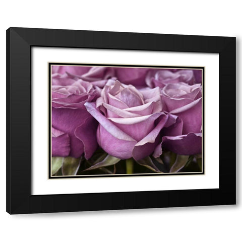 Bunch of roses, close-up Black Modern Wood Framed Art Print with Double Matting by Frank, Assaf