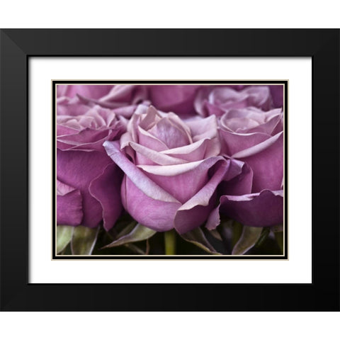 Bunch of roses, close-up Black Modern Wood Framed Art Print with Double Matting by Frank, Assaf