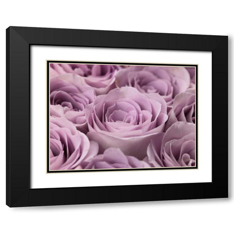 Roses full frame Black Modern Wood Framed Art Print with Double Matting by Frank, Assaf