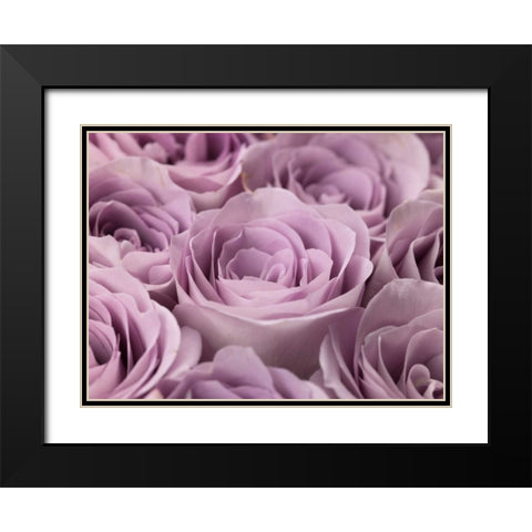 Roses full frame Black Modern Wood Framed Art Print with Double Matting by Frank, Assaf