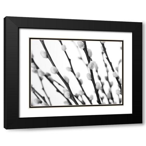 Pussy willow Black Modern Wood Framed Art Print with Double Matting by Frank, Assaf