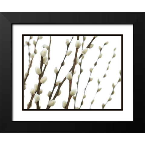 Pussy willow Black Modern Wood Framed Art Print with Double Matting by Frank, Assaf