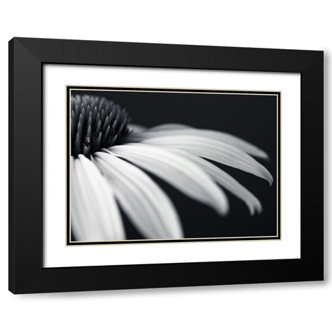 Coneflower Black Modern Wood Framed Art Print with Double Matting by Frank, Assaf