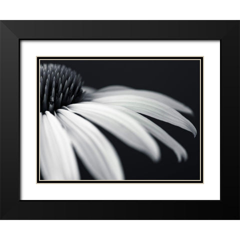 Coneflower Black Modern Wood Framed Art Print with Double Matting by Frank, Assaf