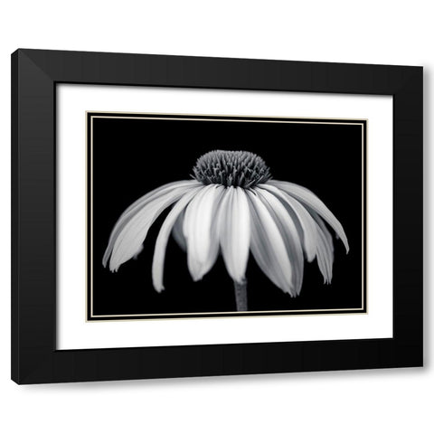 Coneflower Black Modern Wood Framed Art Print with Double Matting by Frank, Assaf