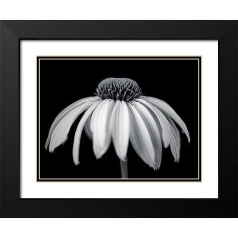 Coneflower Black Modern Wood Framed Art Print with Double Matting by Frank, Assaf