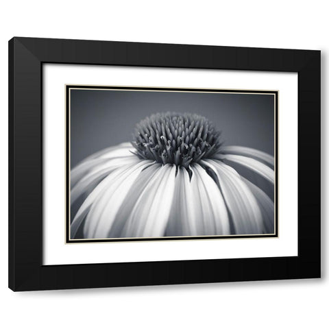 Coneflower Black Modern Wood Framed Art Print with Double Matting by Frank, Assaf