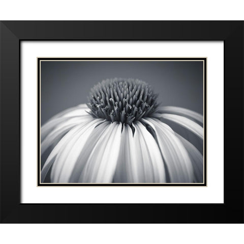 Coneflower Black Modern Wood Framed Art Print with Double Matting by Frank, Assaf