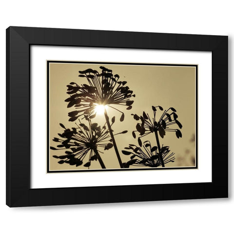 African Lily (Agapanthus) seed pods, silhouette at dusk Black Modern Wood Framed Art Print with Double Matting by Frank, Assaf