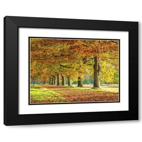 Row of trees in autumn Black Modern Wood Framed Art Print with Double Matting by Frank, Assaf