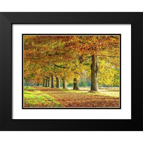 Row of trees in autumn Black Modern Wood Framed Art Print with Double Matting by Frank, Assaf