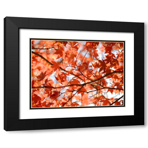 Autumn coloured leaves, backlit Black Modern Wood Framed Art Print with Double Matting by Frank, Assaf