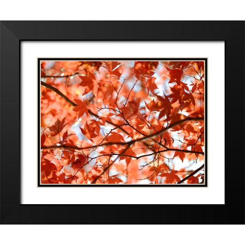 Autumn coloured leaves, backlit Black Modern Wood Framed Art Print with Double Matting by Frank, Assaf